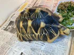 JRS北レプ 生体リクエストリスト