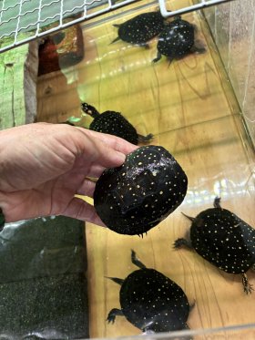 ナゴヤレプタイルズワールド出品リスト