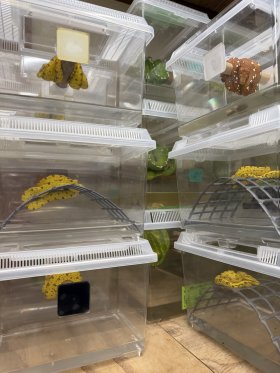 九州爬虫類フェス出品リスト