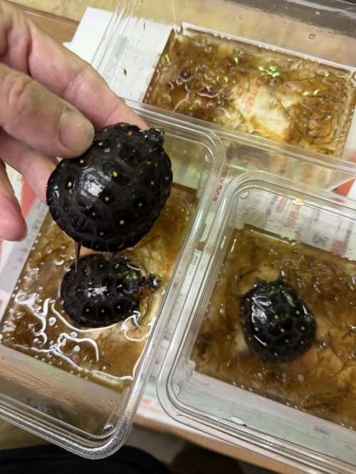 レプタイルズフィーバー出品リスト