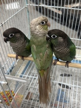 コウレプ出品リスト(コウレプ限定SALE)