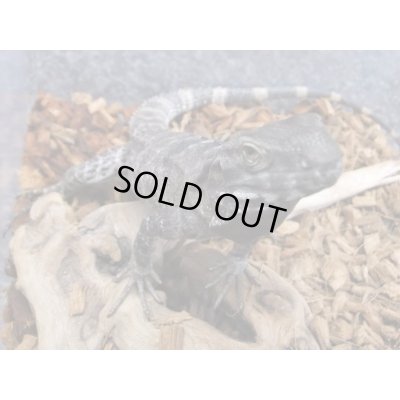 画像4: サンエステバントゲオイグアナ　ペア　セミヤング