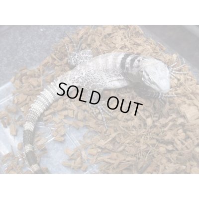 画像3: サンエステバントゲオイグアナ　ペア　セミヤング