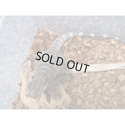 画像6: サンエステバントゲオイグアナ　ペア　セミヤング