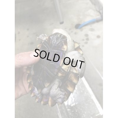 画像4: ノコヘリカブトガメ　甲長１１．５ｃｍ