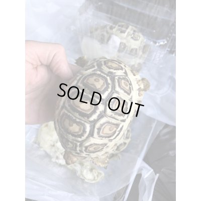 画像4: 国内CB　ソマリアヒョウモンリクガメ