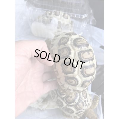 画像5: 国内CB　ソマリアヒョウモンリクガメ