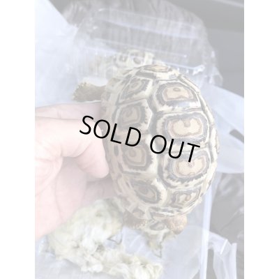 画像3: 国内CB　ソマリアヒョウモンリクガメ