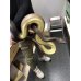 画像4: オリーブパイソ♀ 270cm (4)