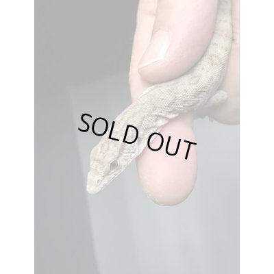 画像5: ギレニーオオトカゲ