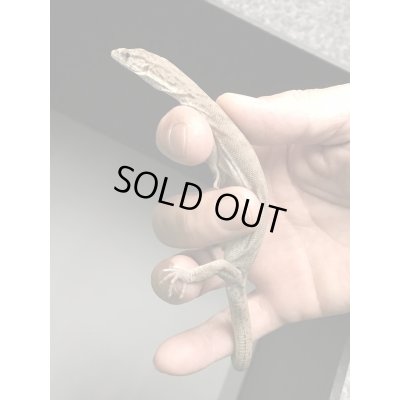 画像3: ギレニーオオトカゲ