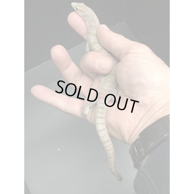 画像6: ギレニーオオトカゲ