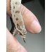 画像3: シシバナヘビ アザンティックコンダ ♀ (3)