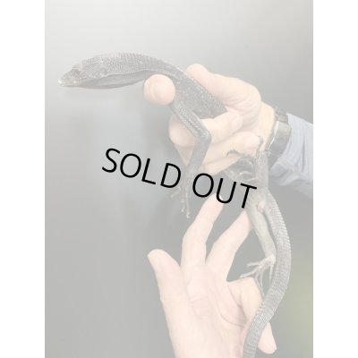 画像3: ブラックツリーモニター