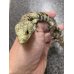 画像2: Abronia Lythrochila ♀ (2)