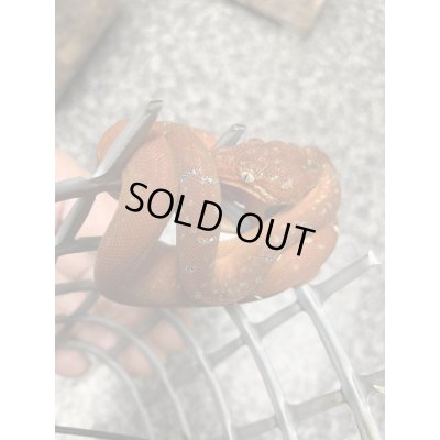 画像3: エメラルドツリーボア 国内CB