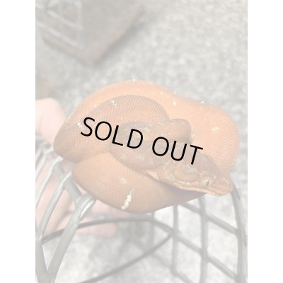 画像6: エメラルドツリーボア 国内CB