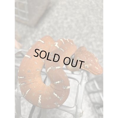 画像5: エメラルドツリーボア 国内CB