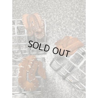 画像4: エメラルドツリーボア 国内CB