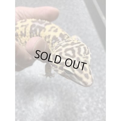 画像5: オバケトカゲモドキ フゼスタン ペア