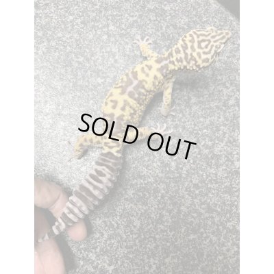 画像6: オバケトカゲモドキ フゼスタン ペア