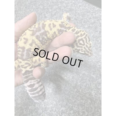 画像4: オバケトカゲモドキ フゼスタン ペア