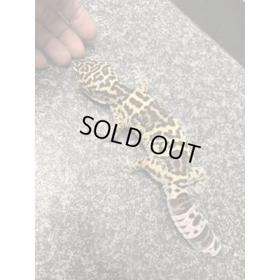 画像3: オバケトカゲモドキ フゼスタン ペア