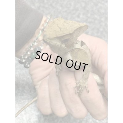 画像5: トギレヘルメットイグアナ