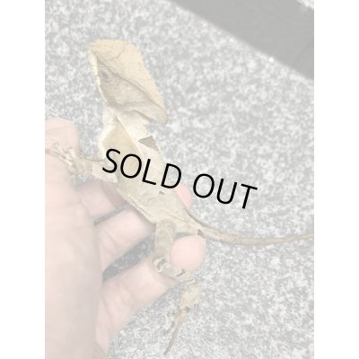 画像6: トギレヘルメットイグアナ