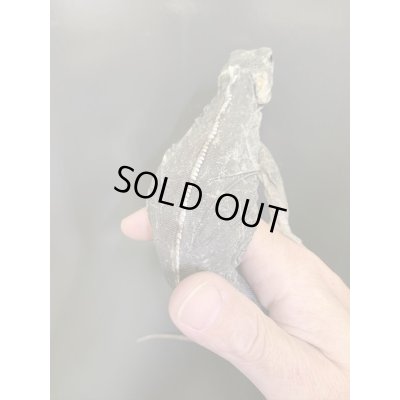 画像6: Ctenosaura acanthus ペア