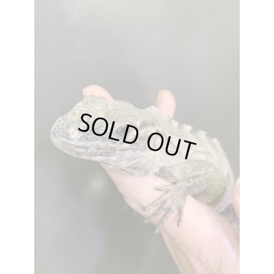 画像4: Ctenosaura acanthus ペア