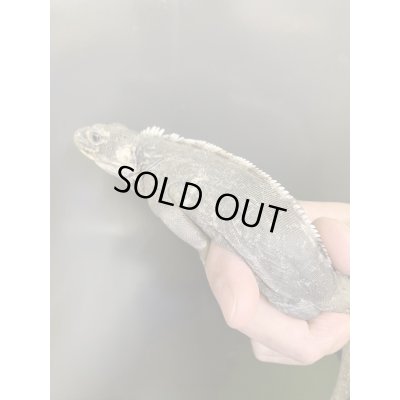 画像5: Ctenosaura acanthus ペア