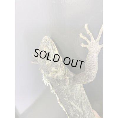 画像7: Ctenosaura acanthus ペア