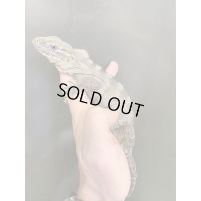 画像3: Ctenosaura acanthus ペア