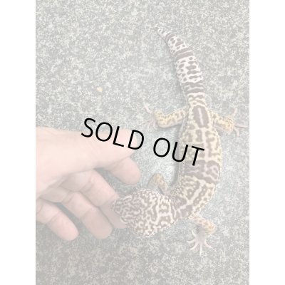 画像5: オバケトカゲモドキ　フゼスタン　ペア