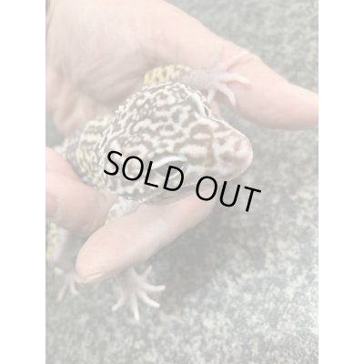 画像6: オバケトカゲモドキ　フゼスタン　ペア