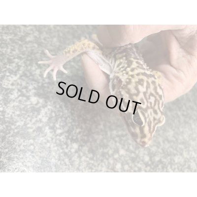 画像3: オバケトカゲモドキ　フゼスタン　ペア