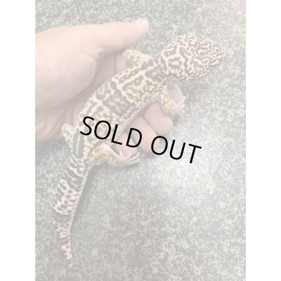 画像4: オバケトカゲモドキ　フゼスタン　ペア