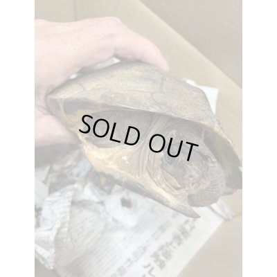 画像7: ムツイタガメ　アダルトペア