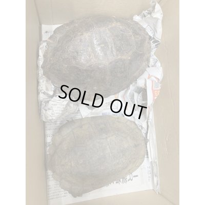 画像4: ムツイタガメ　アダルトペア