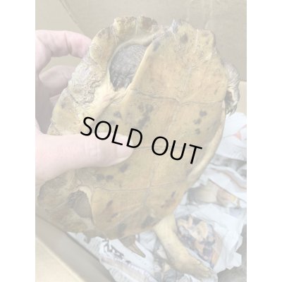 画像6: ムツイタガメ　アダルトペア