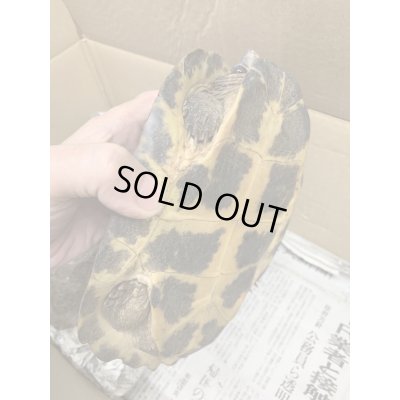 画像5: ムツイタガメ　アダルトペア