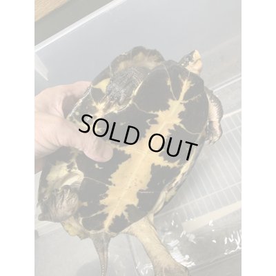 画像3: ムツイタガメ　アダルトペア