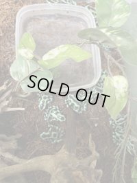 マダラヤドクガエル(匹数特価あり)