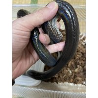 サンビームヘビ
