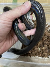 サンビームヘビ