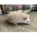 画像2: ハリネズミ♀ (2)