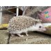 画像3: ハリネズミ♀ (3)