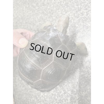 画像6: アルダブラゾウガメ(セーシェル)甲長約15cm