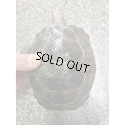 画像5: アルダブラゾウガメ(セーシェル)甲長約15cm